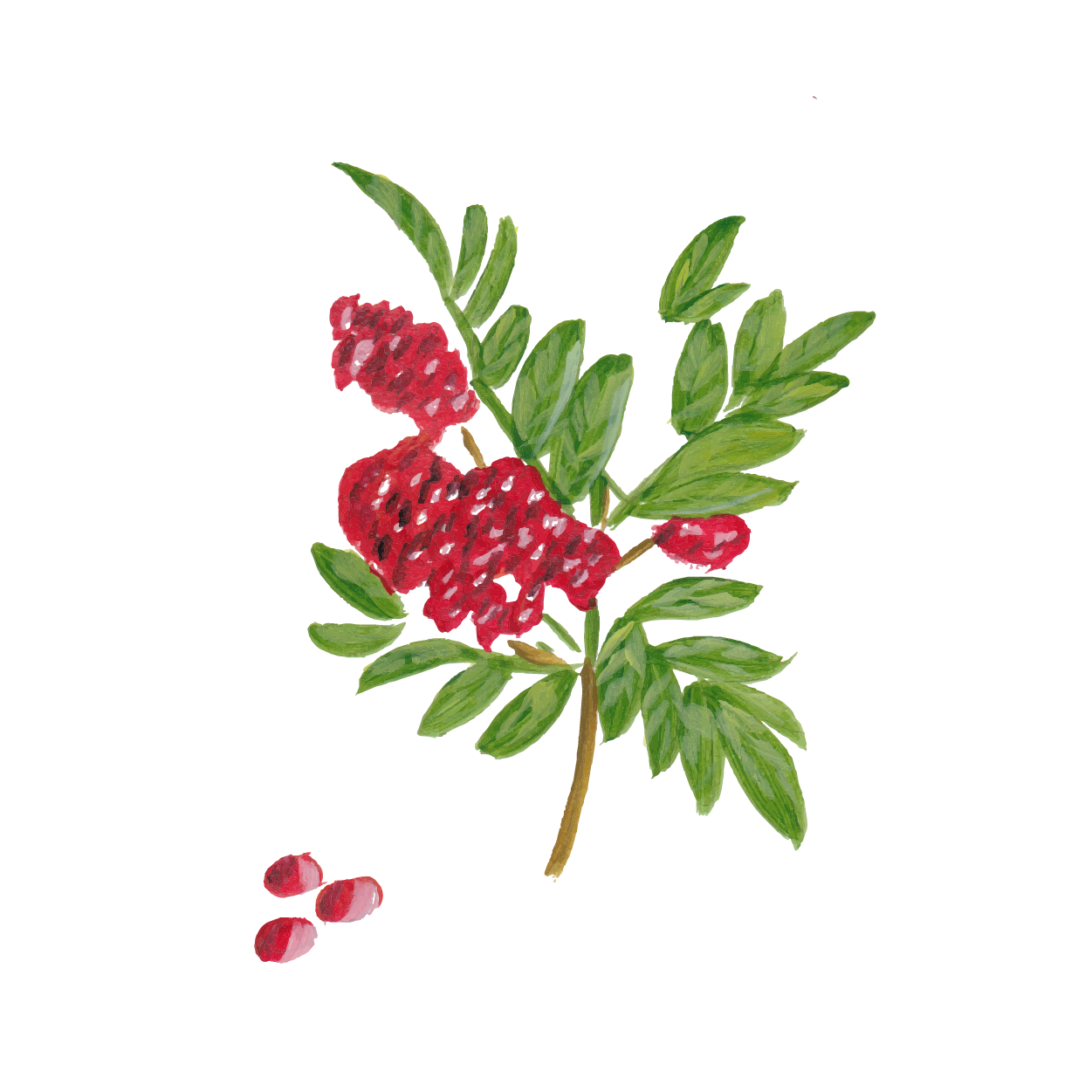 arapuru-botanicos-pintura_Prancheta 1 cópia 10
